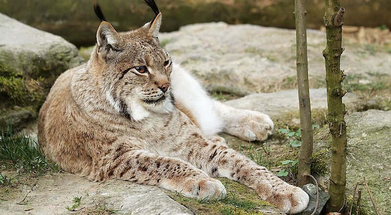 Luchs im Nationalpark Bayerischer Wald